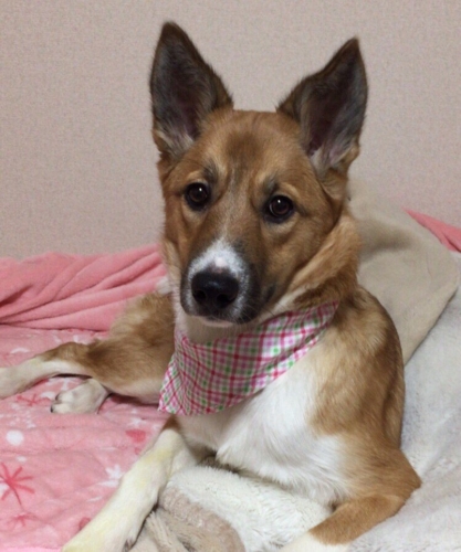 f:id:zion_hamanaka:20170421110041j:image