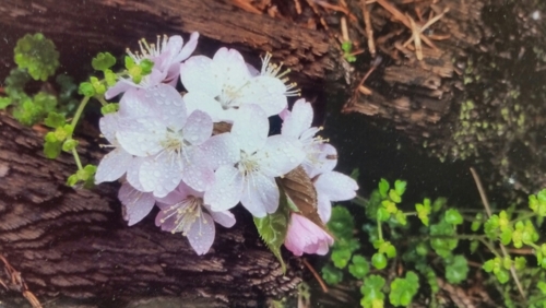 f:id:zion_hamanaka:20170507085933j:image