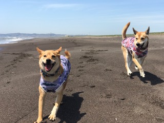 f:id:zion_hamanaka:20170519104728j:image