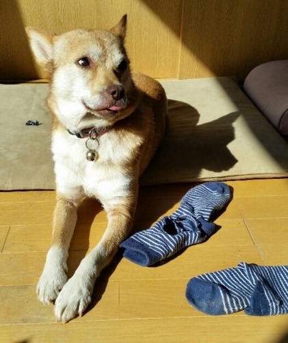 f:id:zion_hamanaka:20170614071318j:image