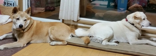 f:id:zion_hamanaka:20170708065044j:image