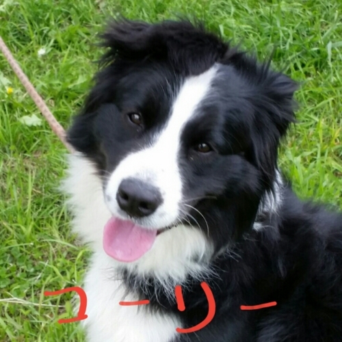 f:id:zion_hamanaka:20170719161652j:image f:id:zion_hamanaka:20170719161652j:image