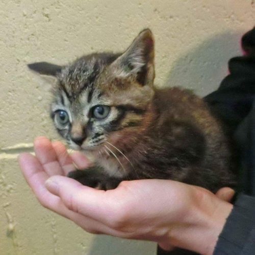 f:id:zion_hamanaka:20170829221847j:image