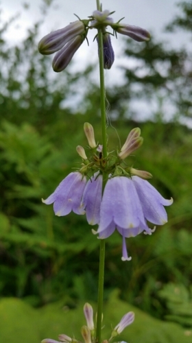 f:id:zion_hamanaka:20170908141508j:image