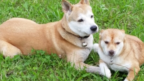 f:id:zion_hamanaka:20170924061630j:image