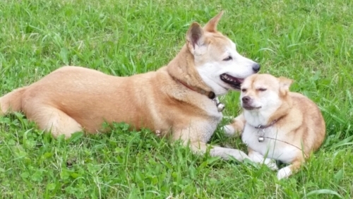 f:id:zion_hamanaka:20170924061712j:image