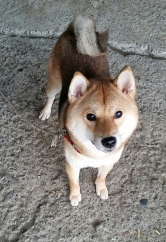 f:id:zion_hamanaka:20170929055147j:image f:id:zion_hamanaka:20170929055147j:image