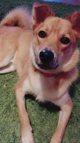 f:id:zion_hamanaka:20171018083428j:image