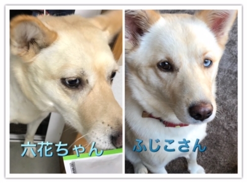 f:id:zion_hamanaka:20171112085810j:image