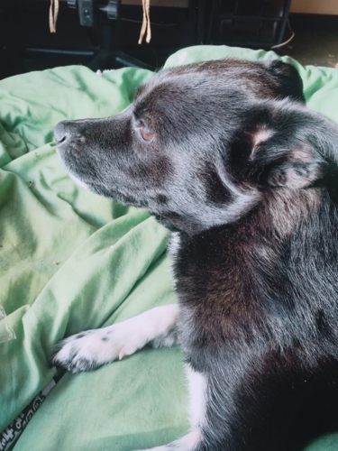 f:id:zion_hamanaka:20171201093823j:image