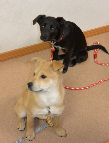 f:id:zion_hamanaka:20180129183153j:image