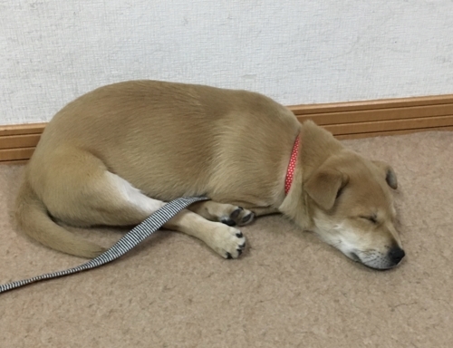 f:id:zion_hamanaka:20180129213930j:image f:id:zion_hamanaka:20180129213930j:image