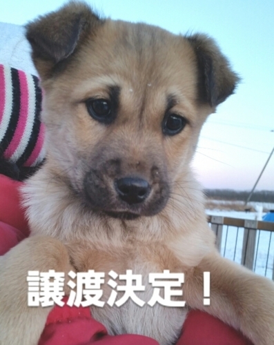f:id:zion_hamanaka:20180131084850j:image