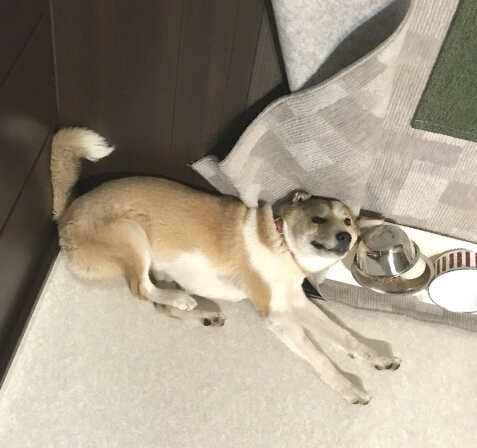 f:id:zion_hamanaka:20180305094137j:image