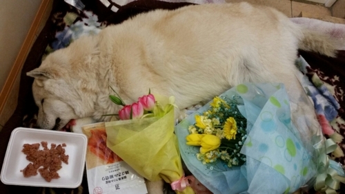 f:id:zion_hamanaka:20180317224908j:image