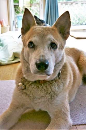 f:id:zion_hamanaka:20180811170547j:image