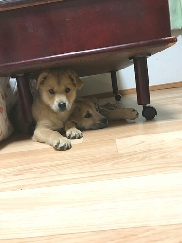 f:id:zion_hamanaka:20181021225206j:image f:id:zion_hamanaka:20181021225206j:image