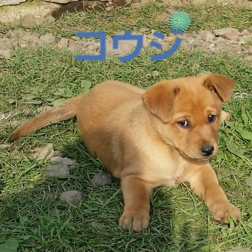 f:id:zion_hamanaka:20181023213434j:image