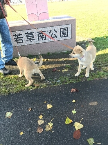 f:id:zion_hamanaka:20181029113152j:image