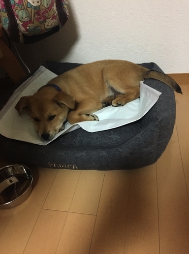 f:id:zion_hamanaka:20181031165432j:image