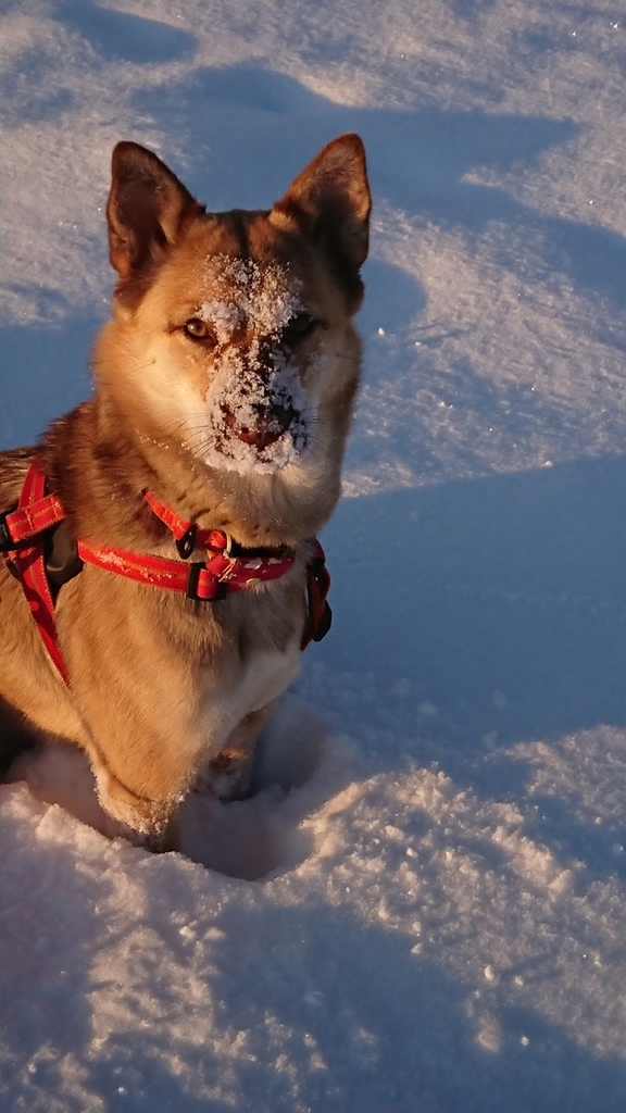 f:id:zion_hamanaka:20190107090016j:plain f:id:zion_hamanaka:20190107090016j:plain