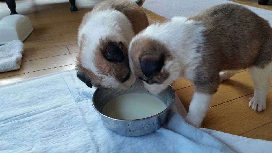 f:id:zion_hamanaka:20190120145032j:plain f:id:zion_hamanaka:20190120145032j:plain