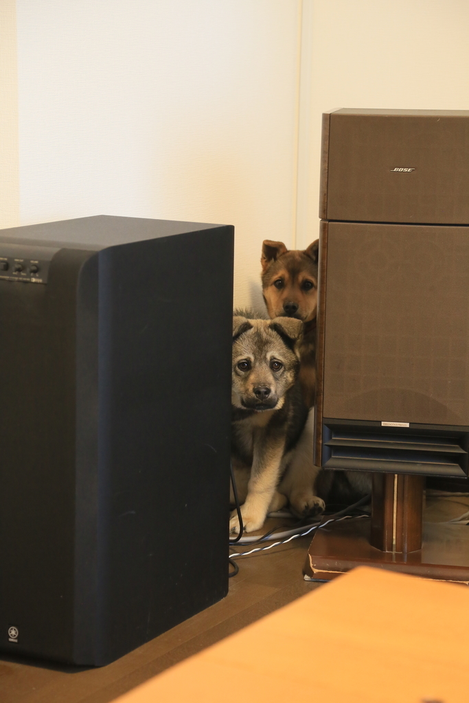 f:id:zion_hamanaka:20190217151106j:plain