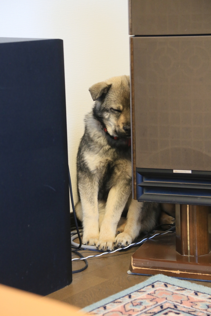 f:id:zion_hamanaka:20190217153531j:plain