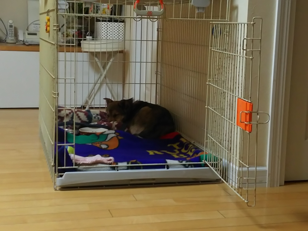 f:id:zion_hamanaka:20190217182304j:plain