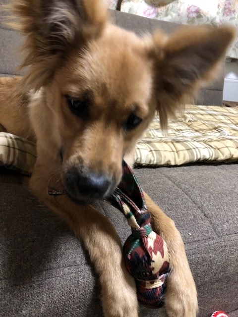 f:id:zion_hamanaka:20190217222753j:plain