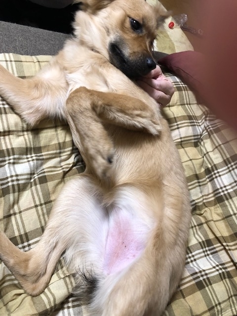 f:id:zion_hamanaka:20190217222859j:plain