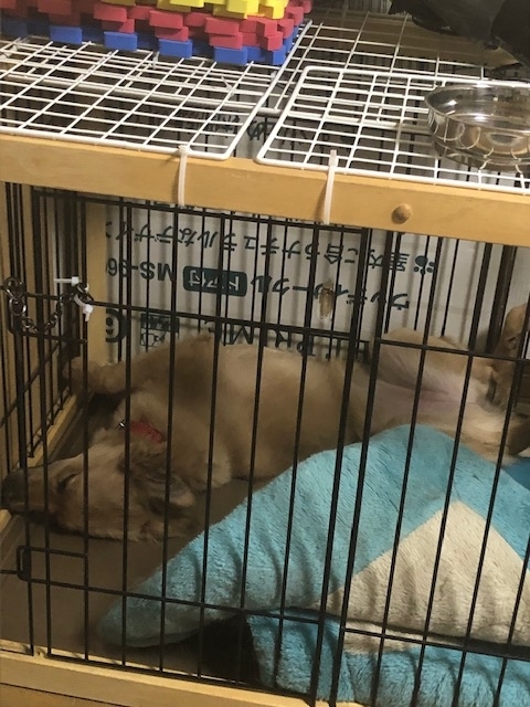 f:id:zion_hamanaka:20190217222917j:plain