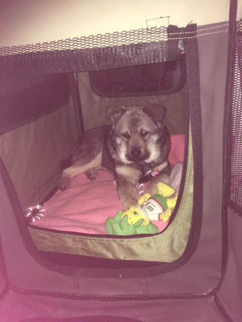 f:id:zion_hamanaka:20190218061015j:plain