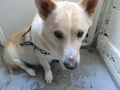中標津 シロちゃんの新しい飼い主さんを探しています しおんのわんころもち