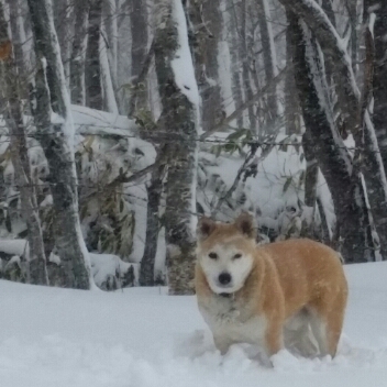 f:id:zion_hamanaka:20190224161822j:plain