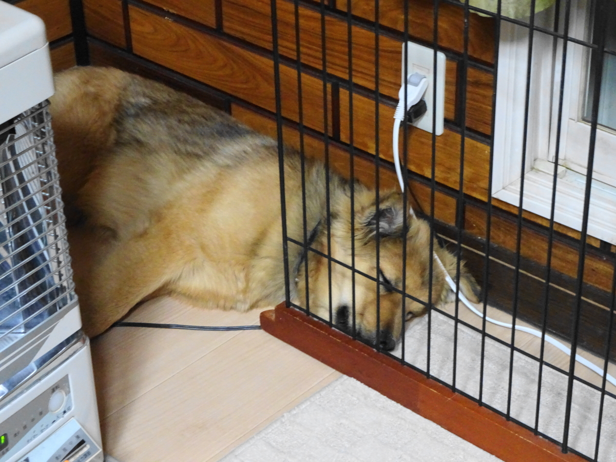 f:id:zion_hamanaka:20190315175246j:plain