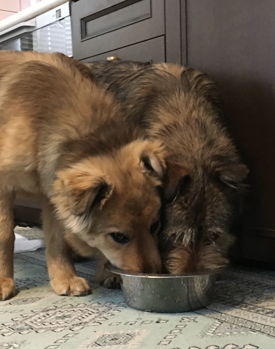 f:id:zion_hamanaka:20190317141152j:plain