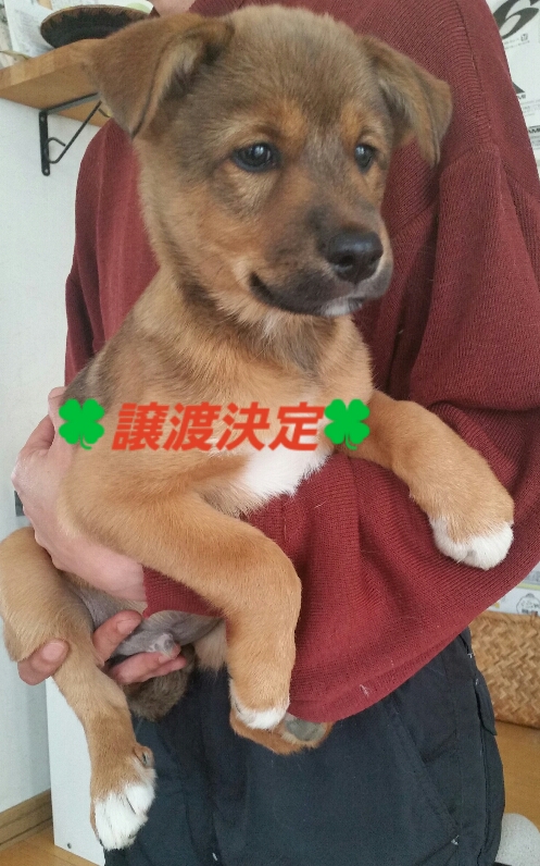 f:id:zion_hamanaka:20190321083856j:plain