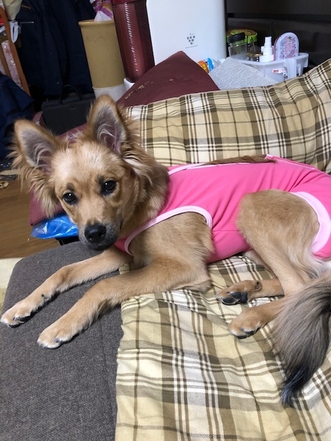 f:id:zion_hamanaka:20190328072452j:plain