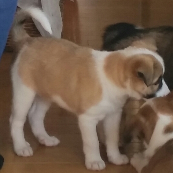 f:id:zion_hamanaka:20190329151425j:plain