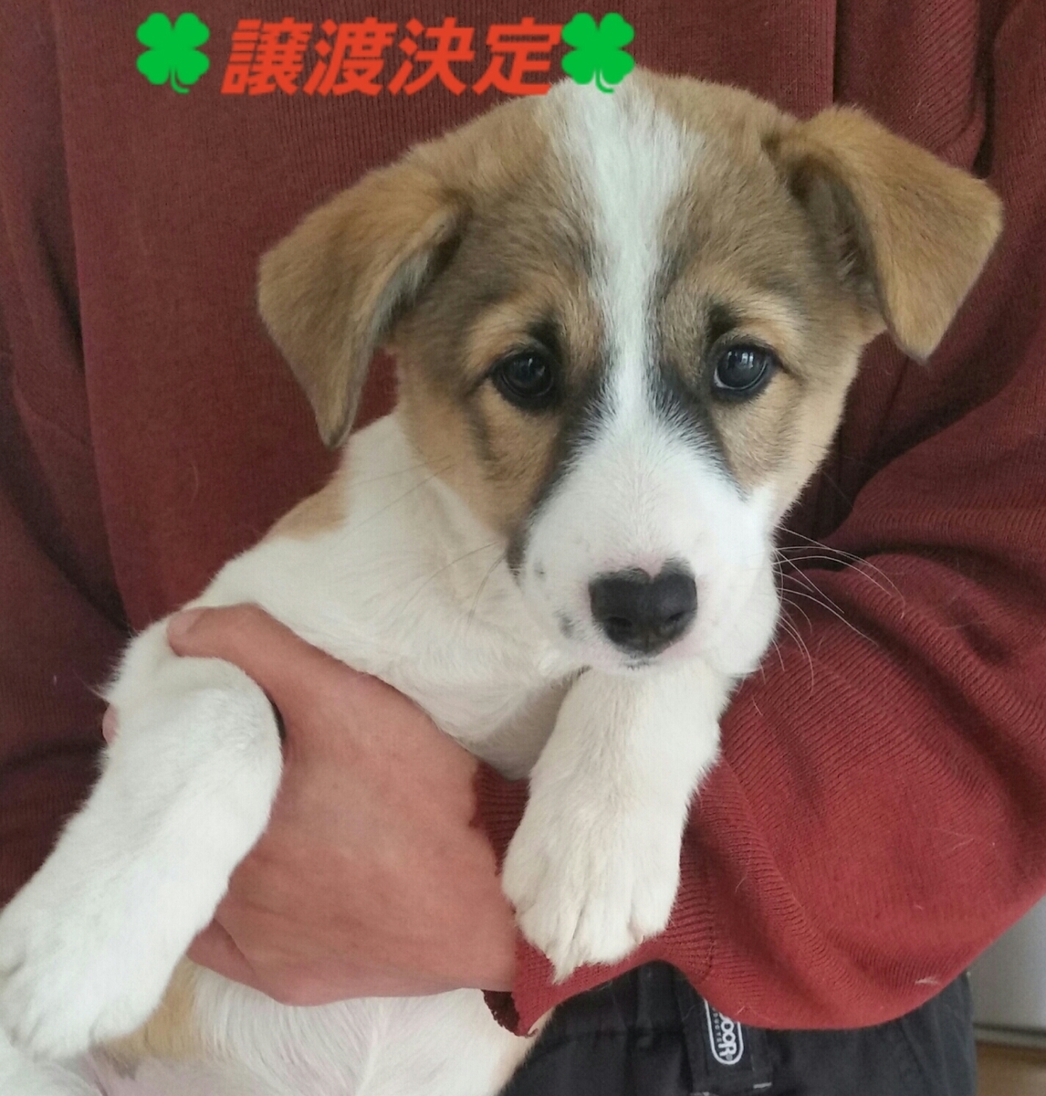 f:id:zion_hamanaka:20190330230216j:plain f:id:zion_hamanaka:20190330230216j:plain