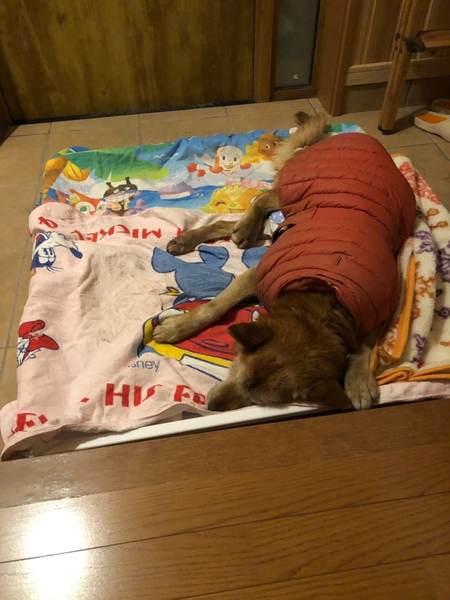 f:id:zion_hamanaka:20190401224633j:plain