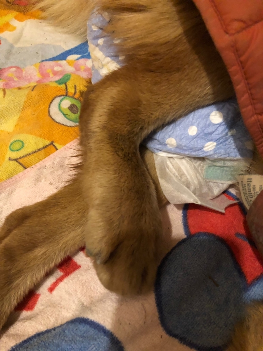 f:id:zion_hamanaka:20190401224648j:plain