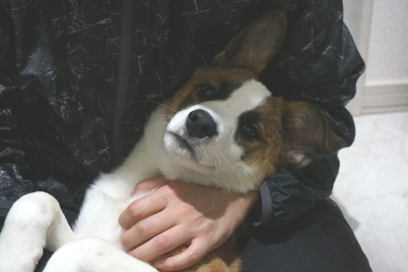 f:id:zion_hamanaka:20190423075909j:plain