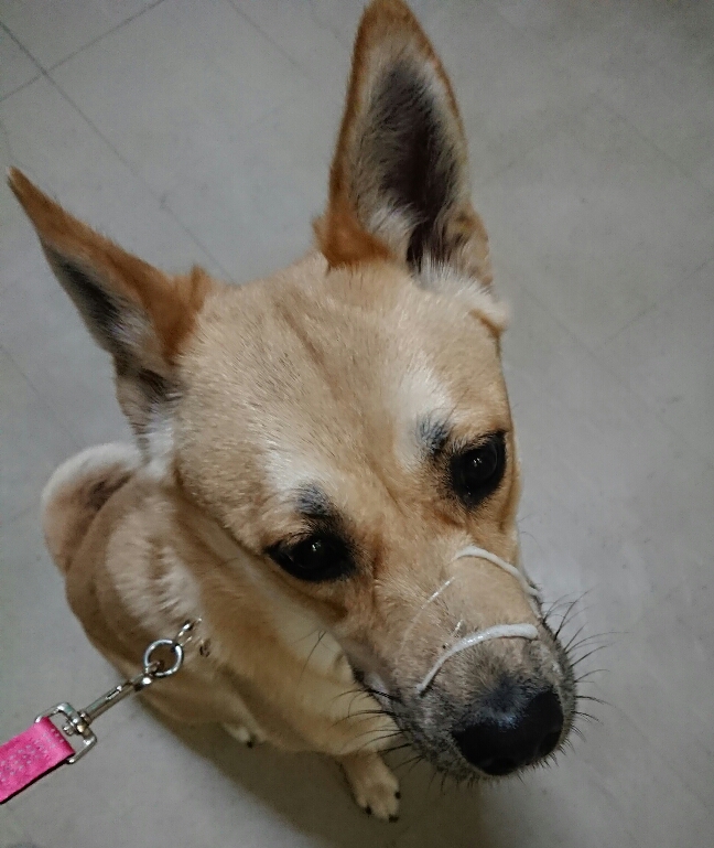f:id:zion_hamanaka:20190424215626j:plain f:id:zion_hamanaka:20190424215626j:plain