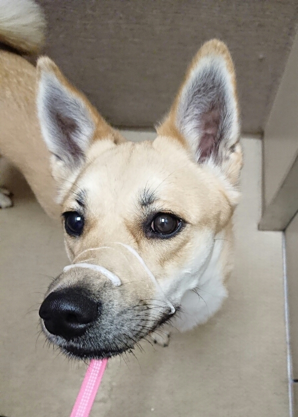 f:id:zion_hamanaka:20190424215638j:plain f:id:zion_hamanaka:20190424215638j:plain