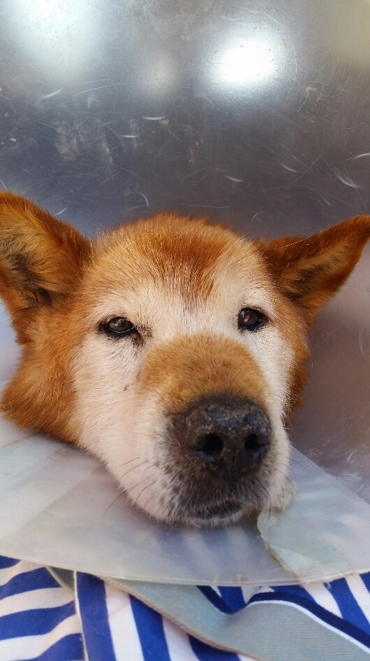 f:id:zion_hamanaka:20190429145307j:plain