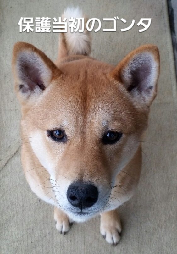 f:id:zion_hamanaka:20190430204929j:plain