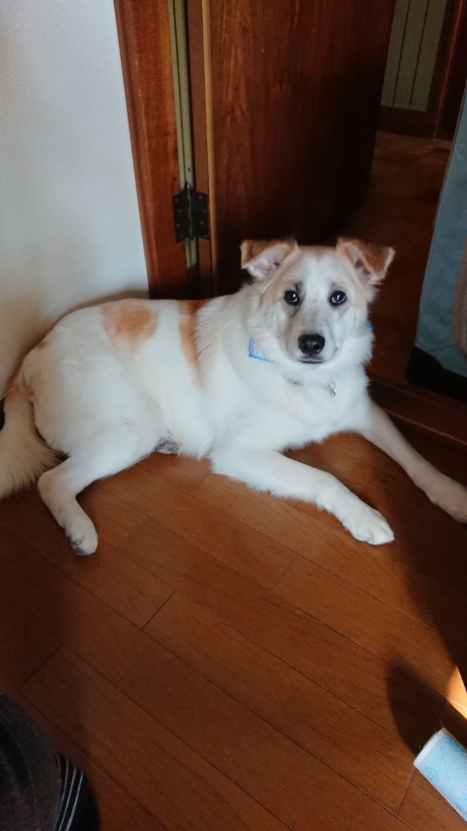 f:id:zion_hamanaka:20190514094105j:plain