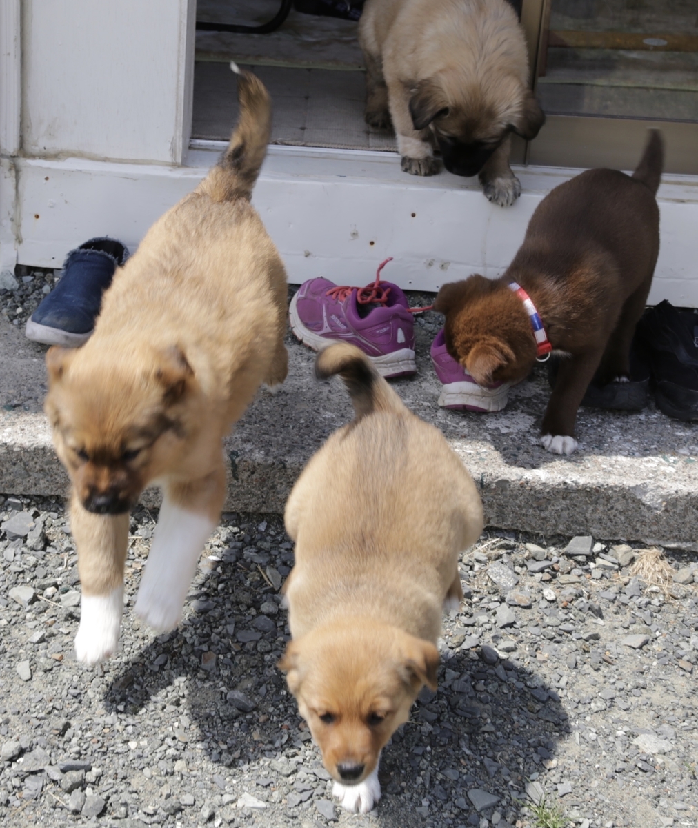 野犬の子たんごを譲渡しました しおんのわんころもち